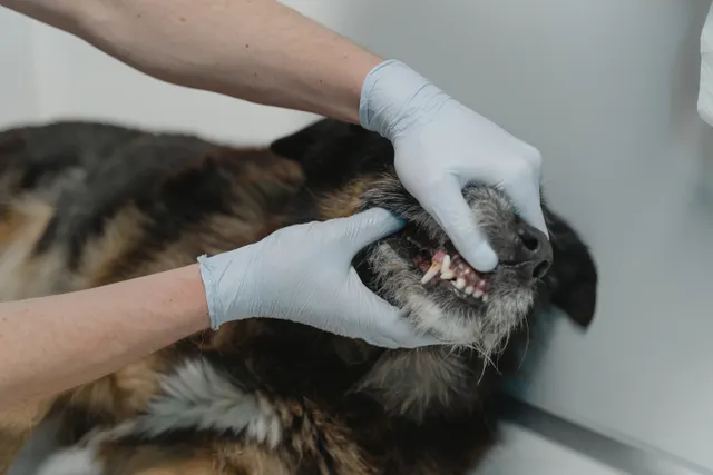 Veteriner hekim köpeğin dişlerini ve diş etlerini kontrol ediyor