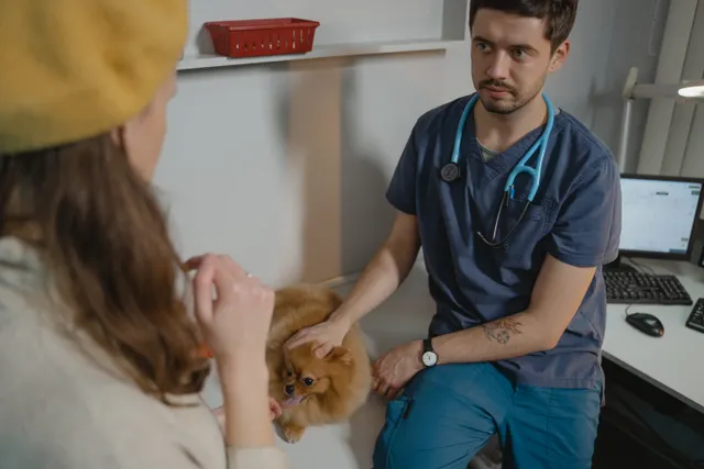 Veteriner hekim evde köpeği sahibinin yanında muayene ediyor