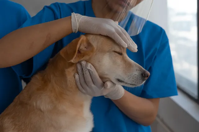 Veteriner hekim köpeğin başını nazikçe tutarak muayene ediyor