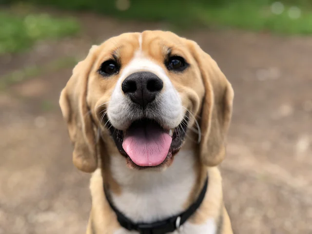 Mutlu beagle köpek